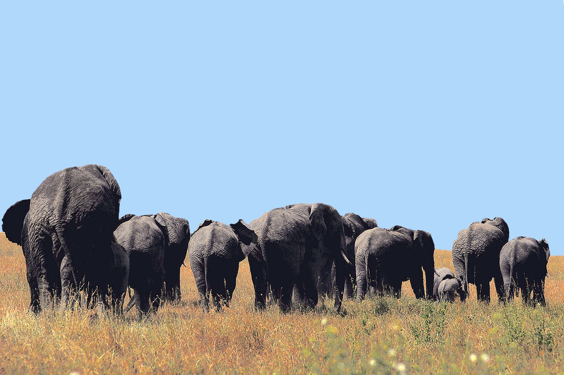 Serengeti - Elephant Family Walking Away.jpg